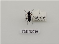 藏品(白點虎甲蟲)的圖片